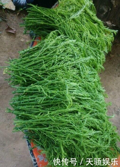 它被誉为野菜中的“臭豆腐”，味道难闻一斤却卖60，若遇见别错过