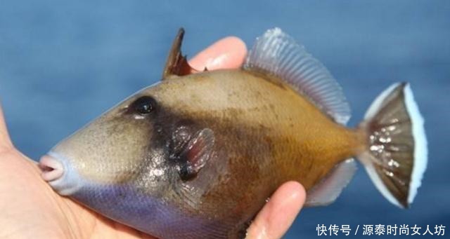 马面鱼|被误解很多年的鱼,没有头和皮,价格便宜让人瞧不起,内行才会吃