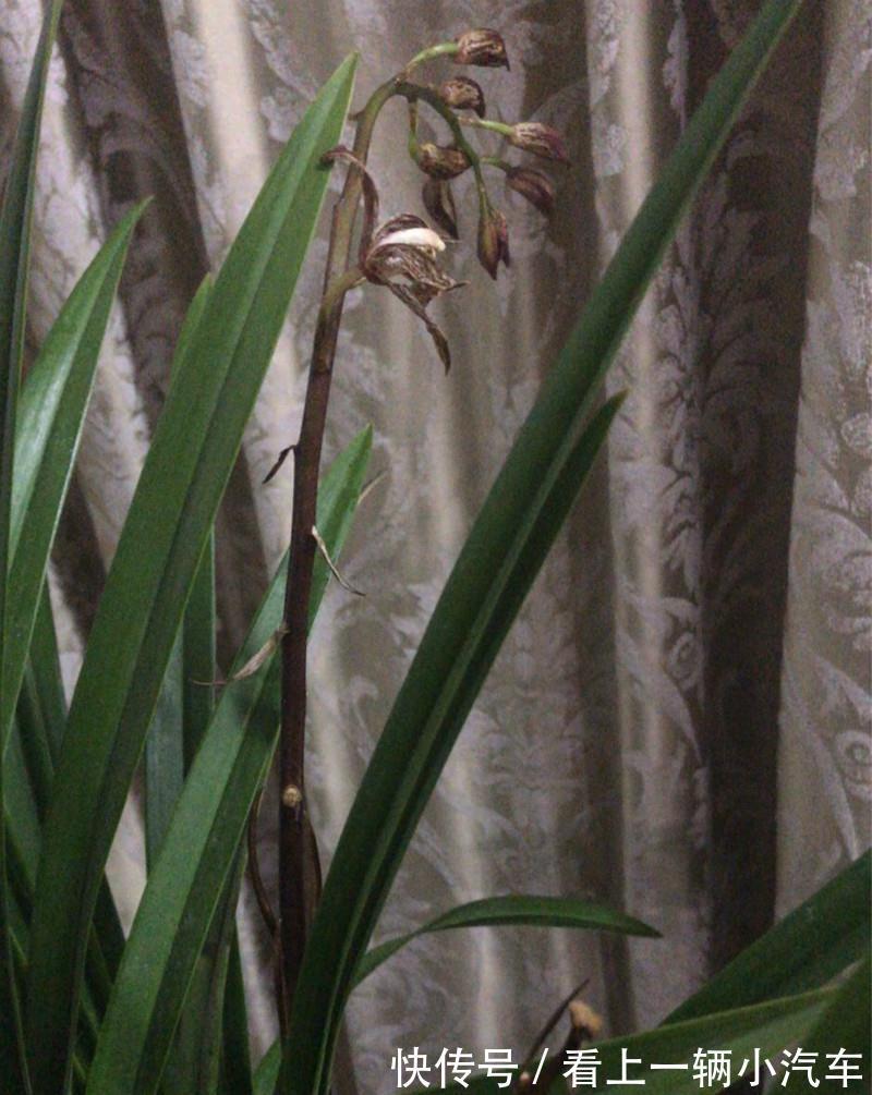 养兰花,不要做此2点,不然肯定没花看