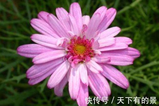 碧桃|农历7月18号起,最适合养这些花,花芽呼呼钻,烂漫迷人眼