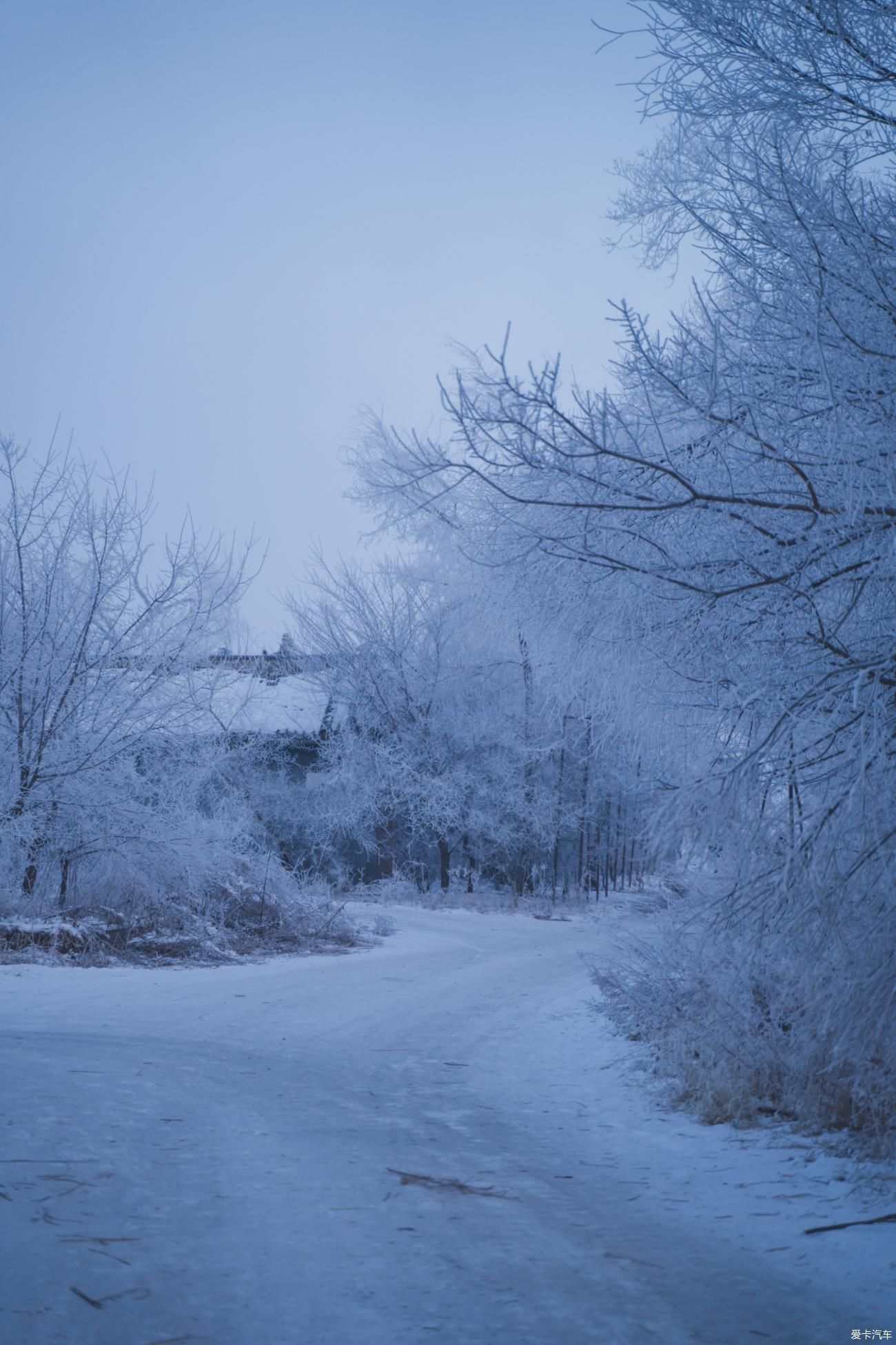 老年|在寂静雪原 遇见雪花真实的形状