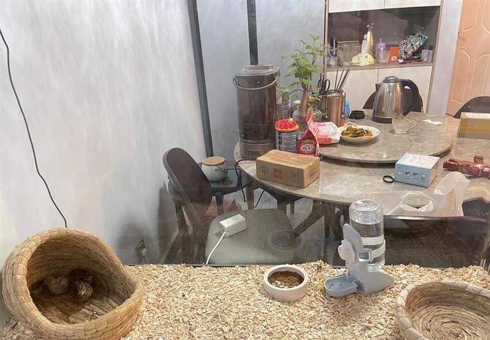 女子用网购的破损鱼缸养鸡,当事人:视频火了后,厂家主动联系要寄个新的