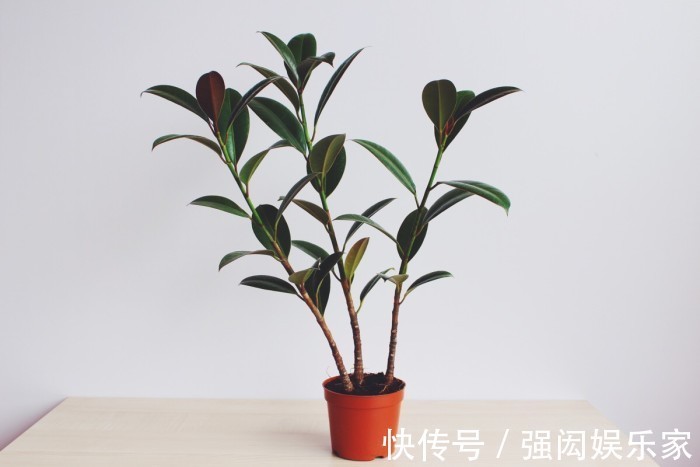 让橡皮树多“发芽”,记住1个“养花经”,30天冒出一排“新芽”