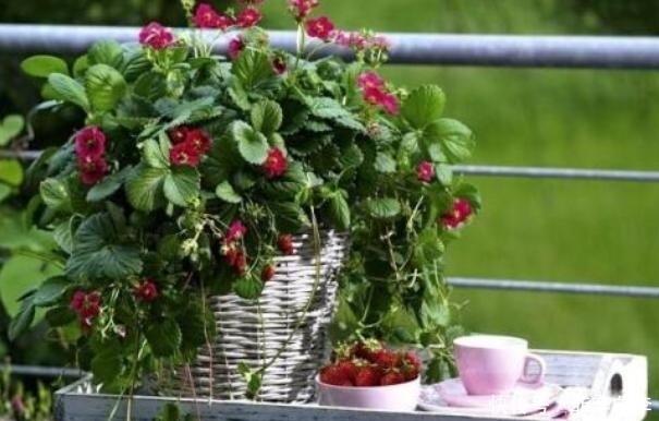 地锦草|见到''奶浆草''别拔,它能刺激血液循环,其他地区被叫做''血愁''