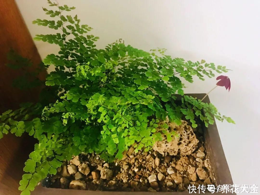 夏天怕晒的花，赶紧搬到阴凉地儿，再晒成枯杆了