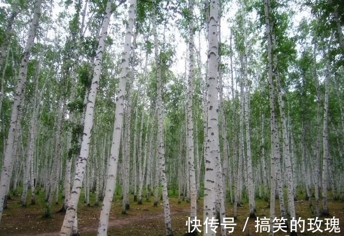 铁桦树|世界上最硬的木材,比普通钢铁硬一倍,用作金属的代用品!