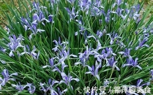 马兰|农村此菜营养丰富,能入药治病,消食除湿、清热解毒,遇到要珍惜