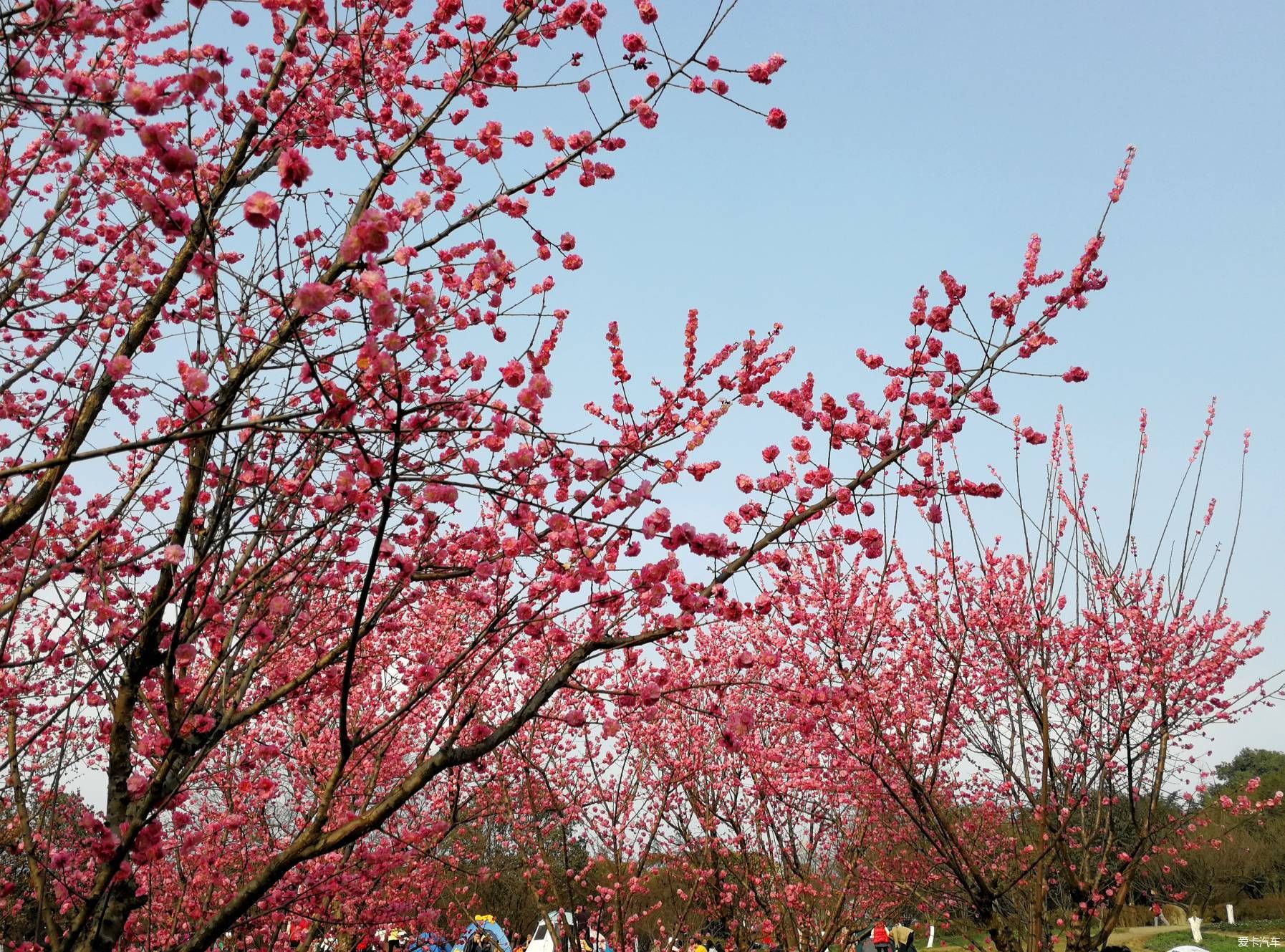 中年|大年初一的成都植物园