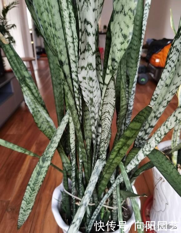 室内|虎皮兰冬季容易烂,少浇水,旱着养,叶子更绿,根系不腐烂