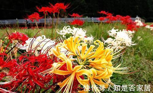 一种花不吉利,只敢看不敢养,又美又凄凉