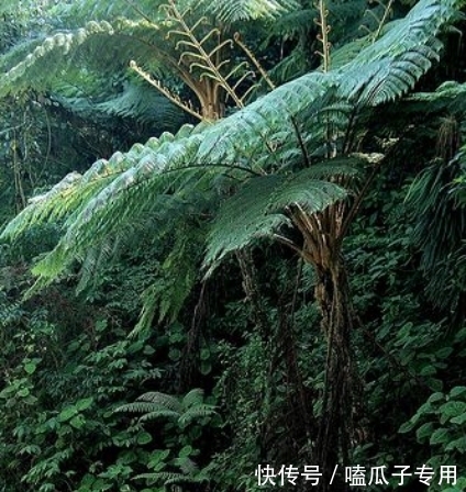 做对了这几件事,蝴蝶兰能养100年