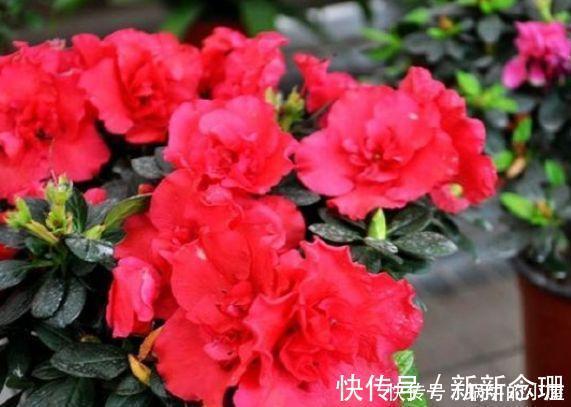 阳台|5种花清新漂亮,花香怡人,养阳台满屋飘香,谁养谁喜欢