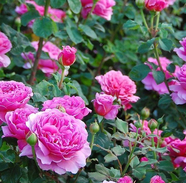 月季花|月季开完花就僵苗、生病是为什么?月季花后护理,给玫瑰做个月子