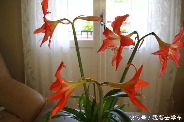 11种能在室内开大红色花朵的植物，养成盆栽后反而更好打理！