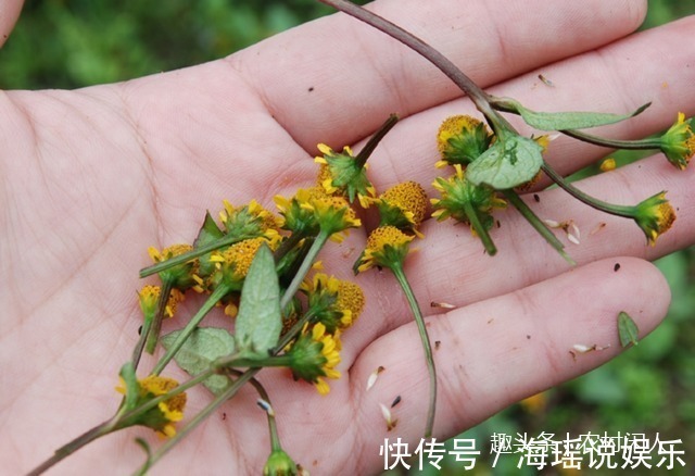 细胞|这一种植物事农村老人口中“黄金万两，不认识是草，懂它就是宝