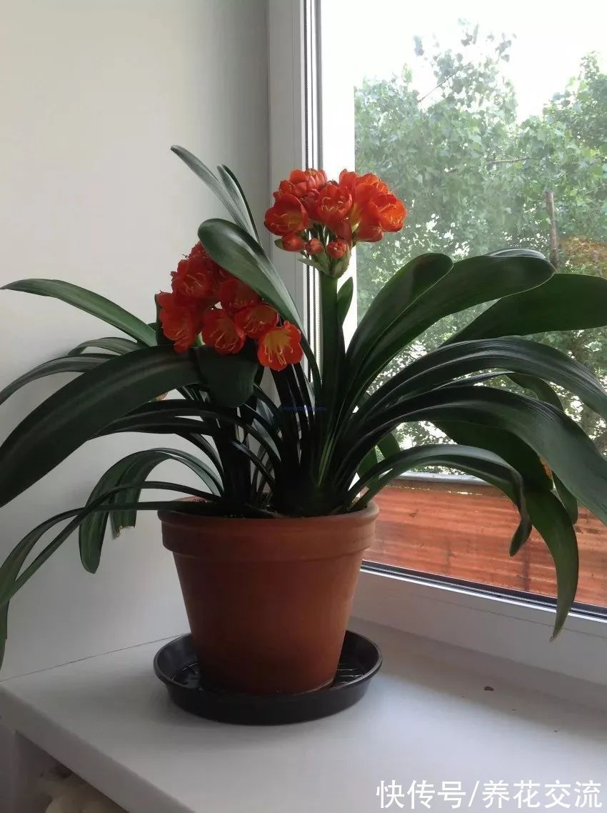 室内|15种可以在窗台上开花灿烂的室内盆栽,有散射光就能正常开花