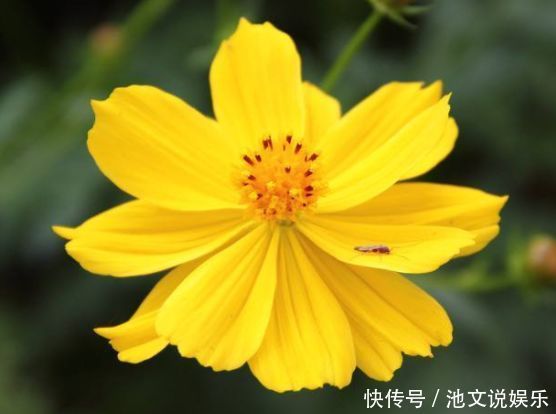 牡丹|喜欢牡丹,不妨养“珍稀玫瑰”宠爱小姐,金蕊红衣,清奇美丽!