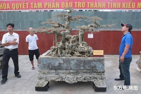 男子|男子15年前花三千元买棵盆景树,现有人出价数十万不舍得卖