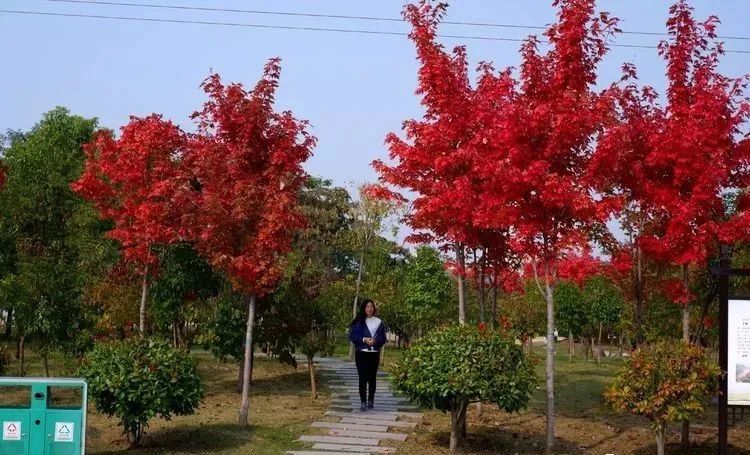 银杏|霜降枫红银杏黄，黄龙湿地公园染秋色