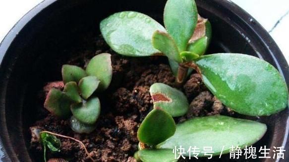 水含量|马齿苋摇身一变成“金枝玉叶”,花友1年养成老桩,高价都不卖