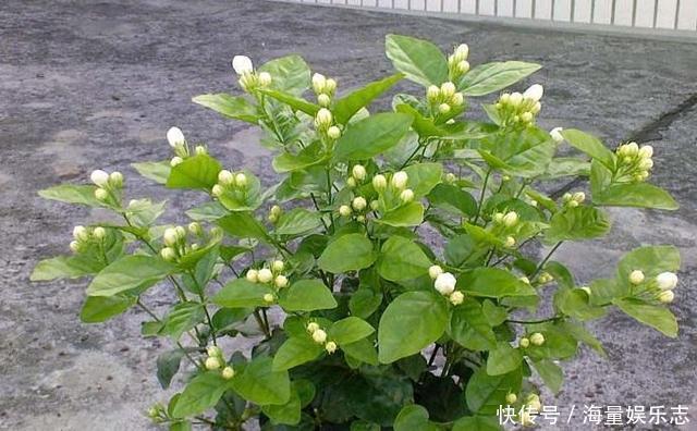 土质|茉莉花开花少,这不是问题,教你几招,花枝都是花苞