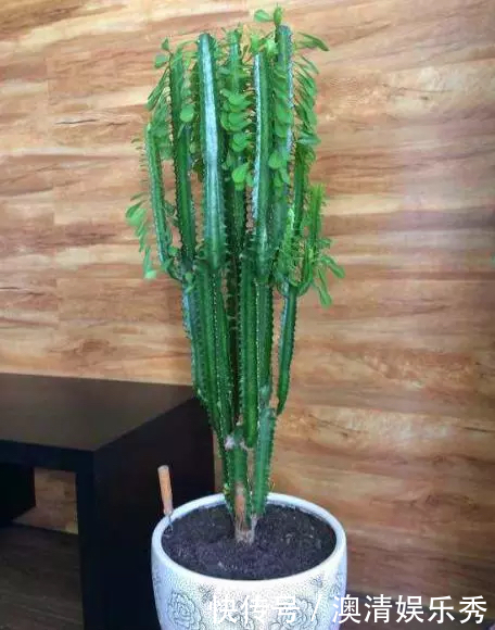 修剪|秋季养3种植物,多“切几刀”才能长新芽,养半年就爆盆