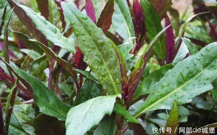 菊科类植物|农村这种“补血菜”你吃过吗?你哪里叫什么?