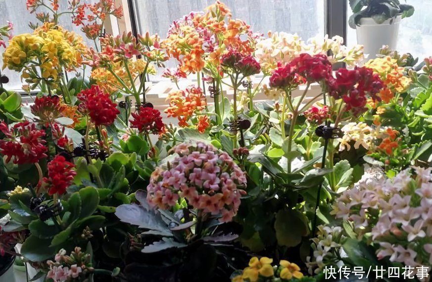 家养3种花,让它们“交接班”,一年开花365天,阳台变花海