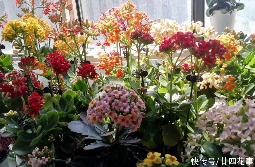 家养3种花，让它们“交接班”，一年开花365天，阳台变花海