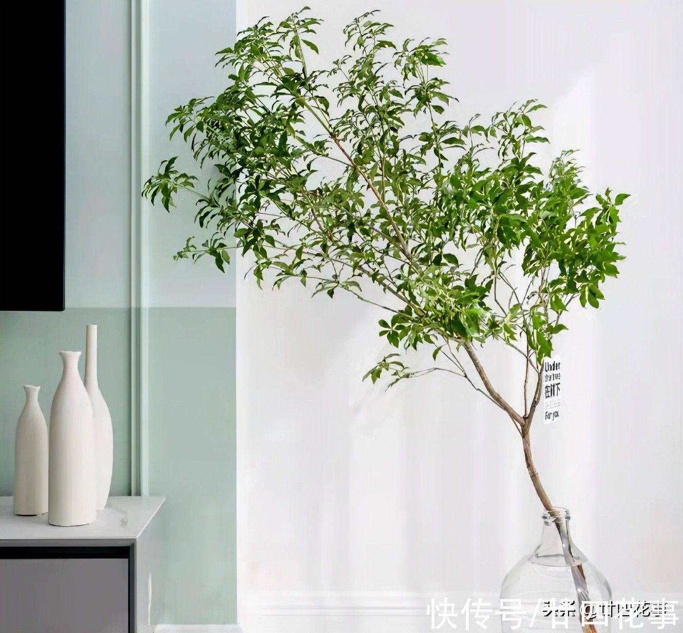 扔掉绿萝发财树吧,这七种植物漂亮显高级,养在客厅,大气有格调