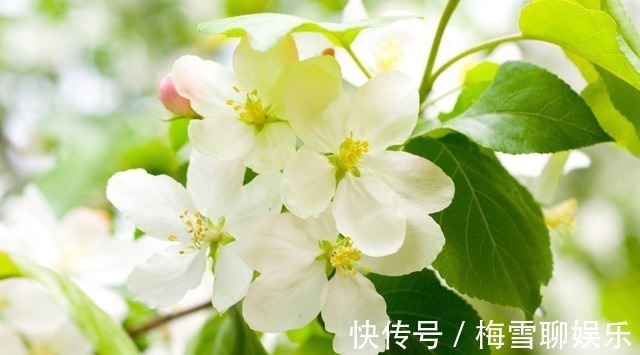 鸿运|23号开始,喜鹊归来,苦尽甘来,鸿运当头,如鱼得水的四大生肖