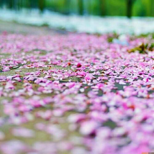 老年|湖南一群大妈强行摇拽景区桃树，只为拍照营造出“桃花雨”的画面