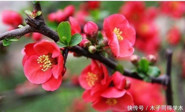 家养几款花卉,开花勤爱爆盆,惊艳如花球