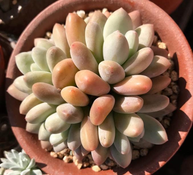 元气满满|多肉植物给水有技巧,别再乱浇水了,花农教你一招让多肉肥厚