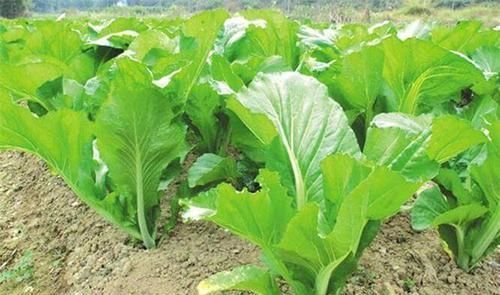 排毒|人到中年常吃以下食物,排毒养颜,延缓衰老,好吃又不贵