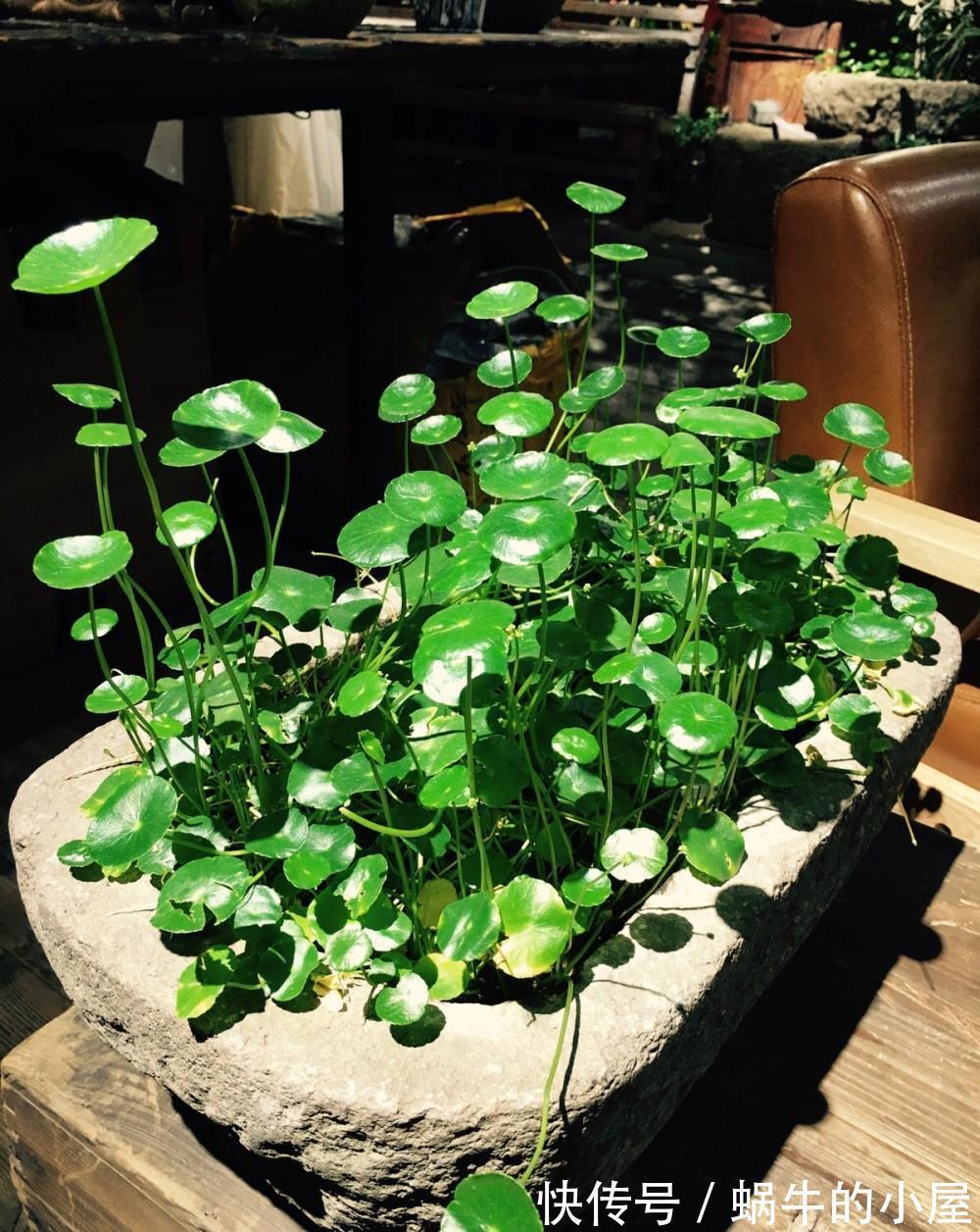 适合10月养的“13种吉祥花”,建议你也养一盆,利健康旺财运