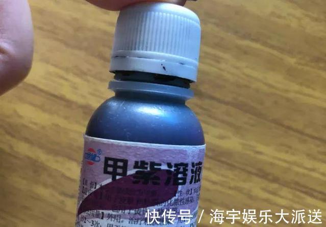 君子兰|李大姐养君子兰,开春“切一刀”,养60天,冒出9个芽,要爆盆了