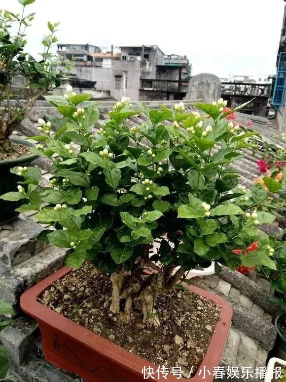 花友|花友们，茉莉花期的时候，4件事万万不能做，不然花苞呼呼落