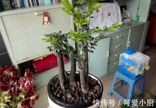 这三种植株盆栽，一般人不敢碰，老手才敢养，养得越久就越值钱