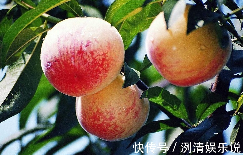 可湿性粉剂|桃子润肠通便、改善便秘，如何种出优质高产的桃子，重点掌握四点