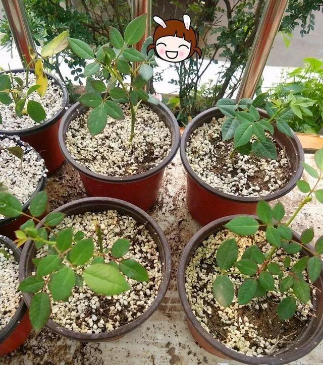 基部|月季、三角梅不生根剪1块海绵捂一捂,2周冒白根,长势喜人