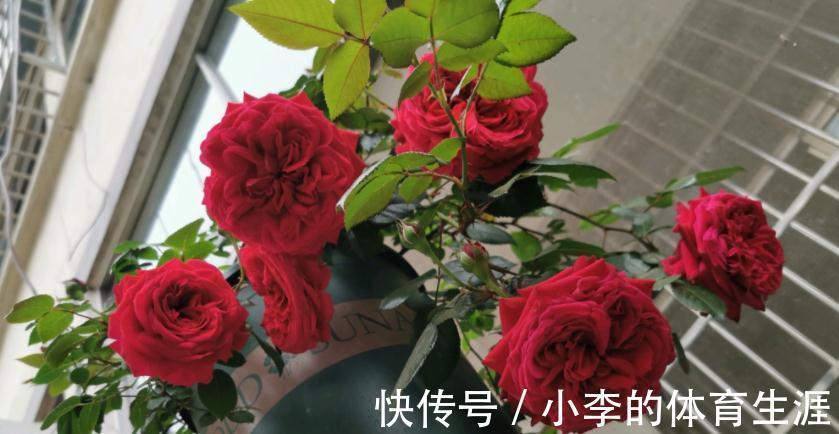 家里有个小院子别浪费,养这3种花,打理简单,开花如花海