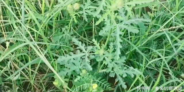 野西瓜苗|天炮草看上去平平无奇!居然有真么多用处!