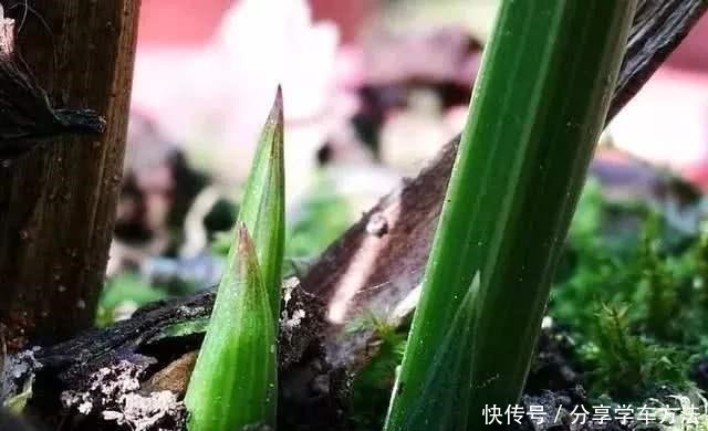 兰花施肥掌握1句“顺口溜”,新芽“哗哗”冒,不怕烂根和烧尖!