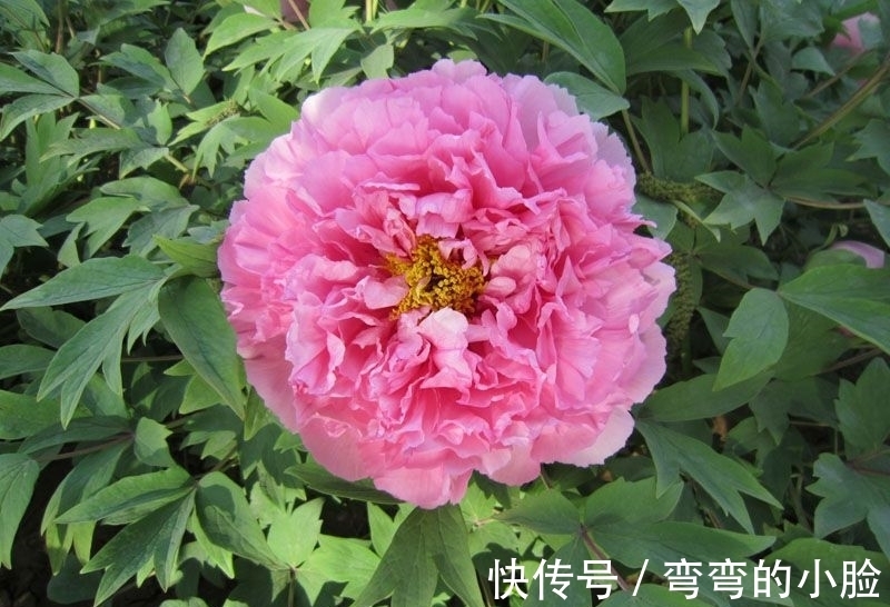 林黛玉!贾母原来懂设计!看她对黛玉和宝钗住处提的意见,真有眼光