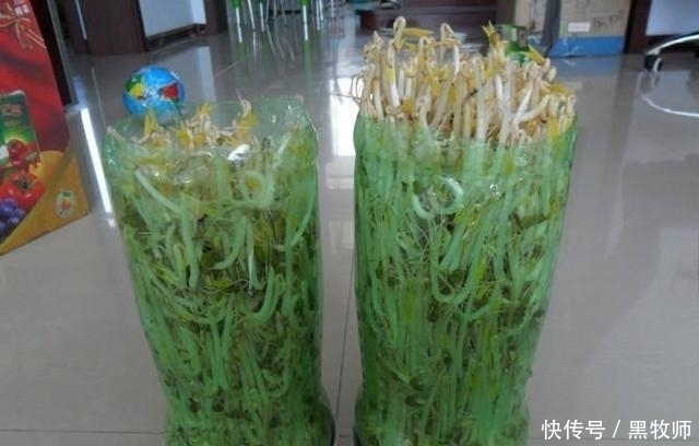豆芽|豆芽不用买,一个塑料瓶+一把绿豆,够全家吃好几天