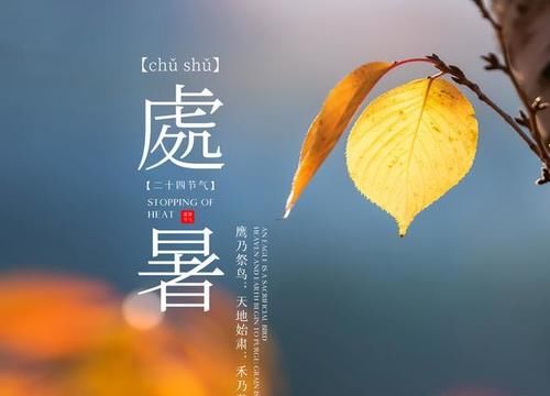 金针菇|明日处暑,这5种蔬菜要多吃,价格亲民营养足,应季而食好度秋