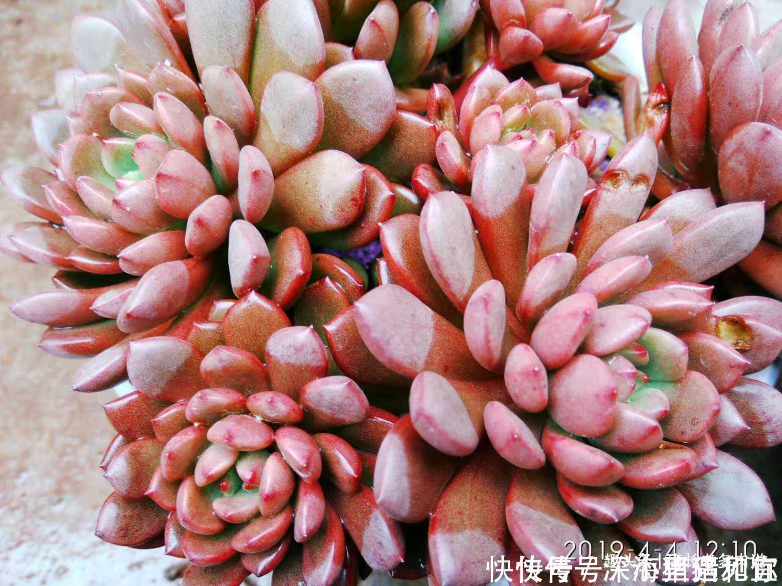 只要给机会就有可能逆袭——记多肉红宝石从叶片到老桩的成长过程