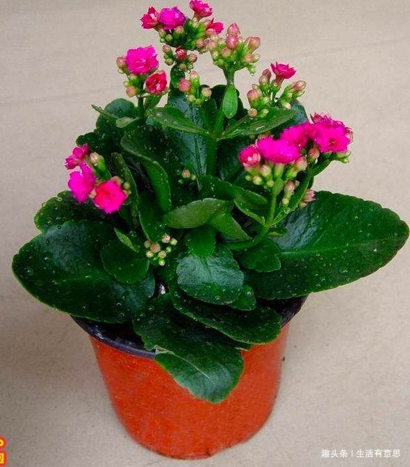 还用羊粪球、香蕉皮养花臭!盆底埋1勺“它”,养啥花都旺!