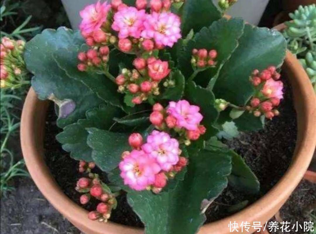 秋天3种花“睡醒了”,给它们补足养分,花苞长满枝头